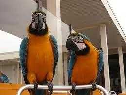 Blue And Gold Macaw For Sale