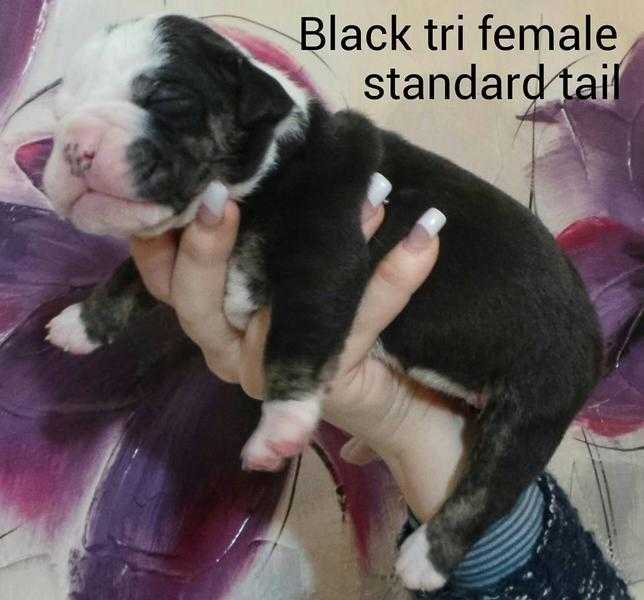 BLUE BLACK CHOC TRI BULLDOGS