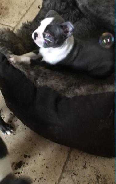 Blue boston terrier puppys for sale