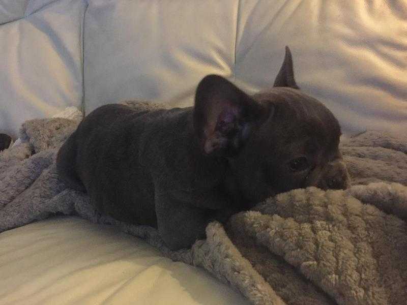 Blue boy French bulldog