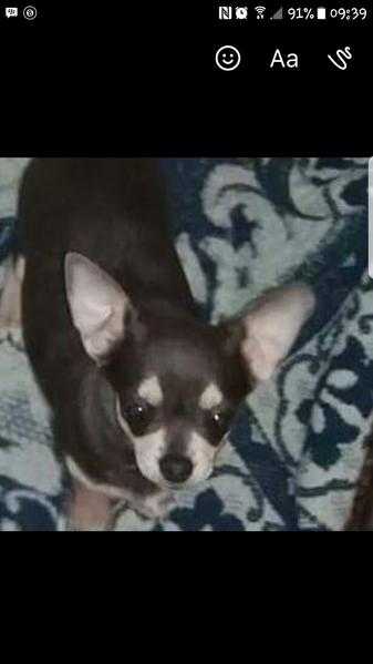 blue chihuahua for sale