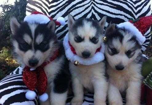 Blue eyed Siberian huskies available