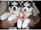 Blue Eyes Siberian Husky Puppies For Sale