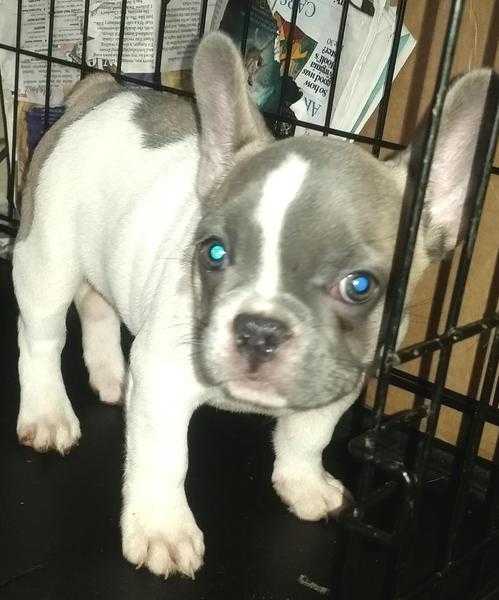 BLUE FAWN LEMON PIED SILVER MASK GIRL FRENCH BULLDOG PUP