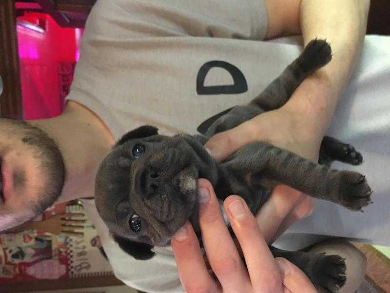 Blue French bulldog puppies