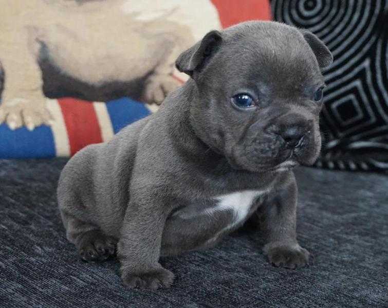 Blue french bulldog puppy girls