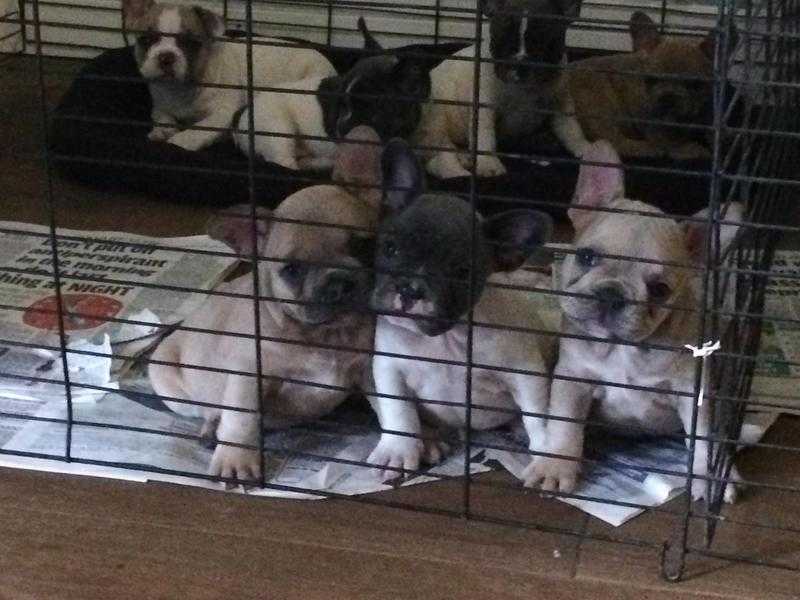 Blue French bulldog pups ( some carry tri and cream gene )