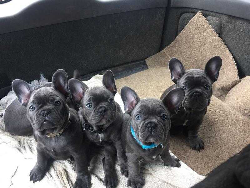 Blue frenchbulldog puppies ready now