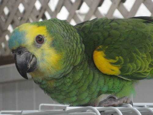 Blue fronted amazon hand reared