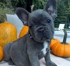 Blue Gene Carrier French Bulldog Puppies.