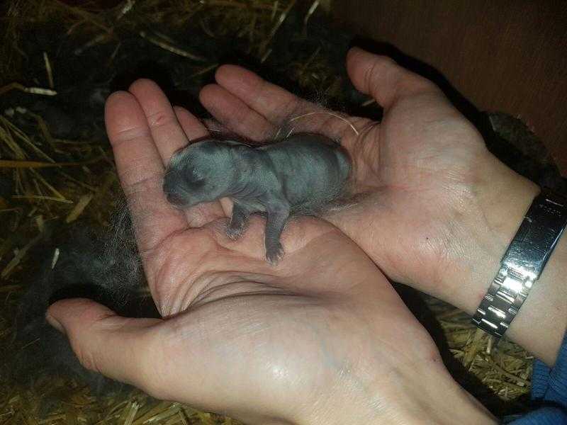 Blue Mini lops ready from 11th August 2016