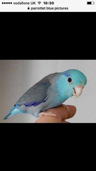blue parrotlet for sale