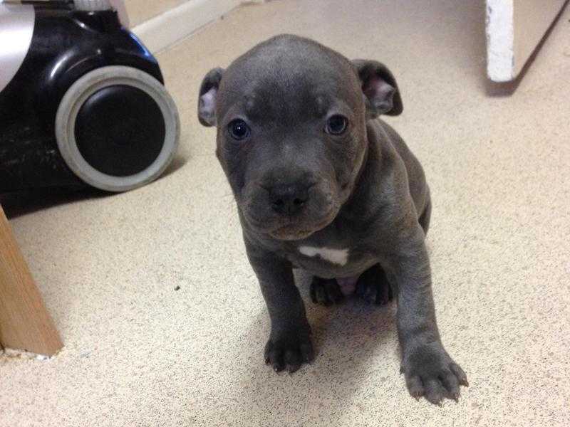 Blue Staffie puppies