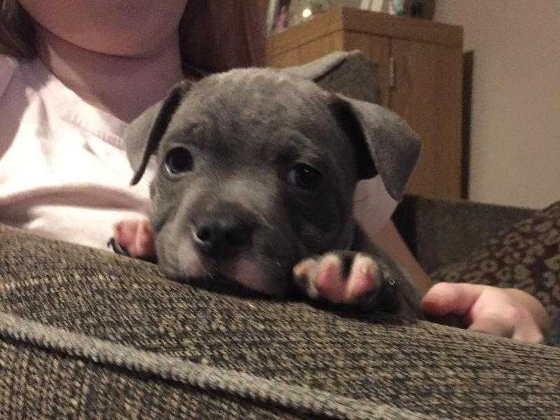 Blue Staffordshire bull terrier pup