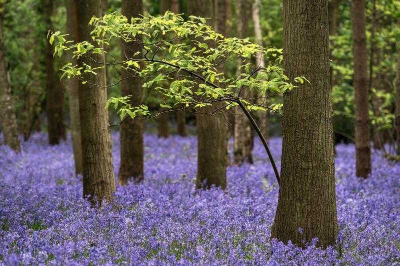 Bluebells Photography Workshop - 28th to 30th April