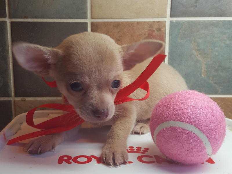 Bluelilac boy Chihuahua puppy