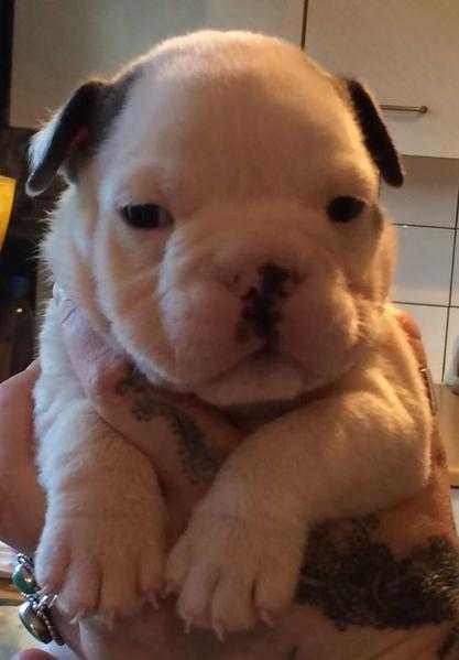 BlueWhiteBlack(Blue gene carriers) English Bulldog Puppies