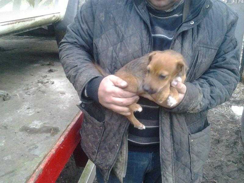 Boarder terrier puppy