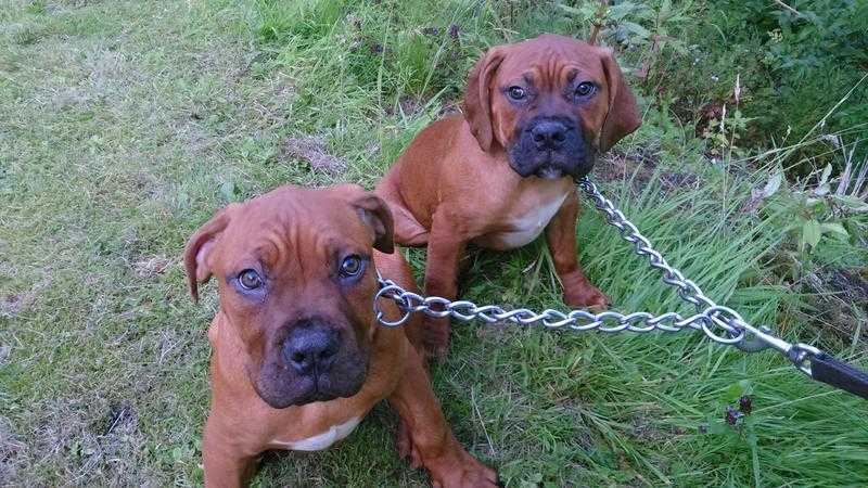 Boerboel puppies for sale