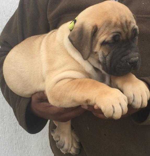 Boerboel pups