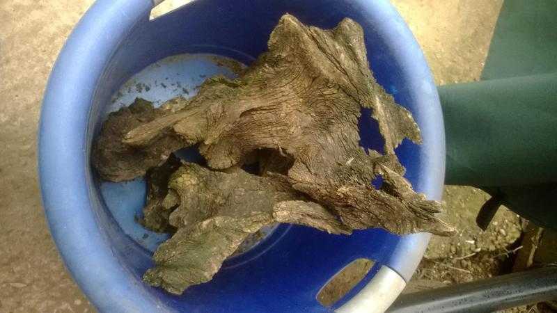 bogwood for aquarium