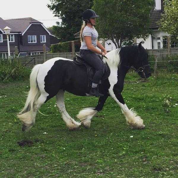 BOMBPROOF 14.2hh 9year old