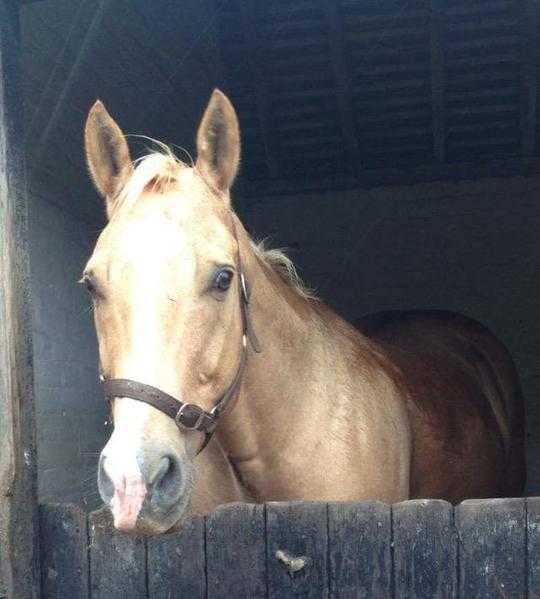 Bombproof gentle 16hh palomino for part loan