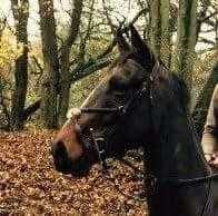 Bombproof Irish HunterAllrounder