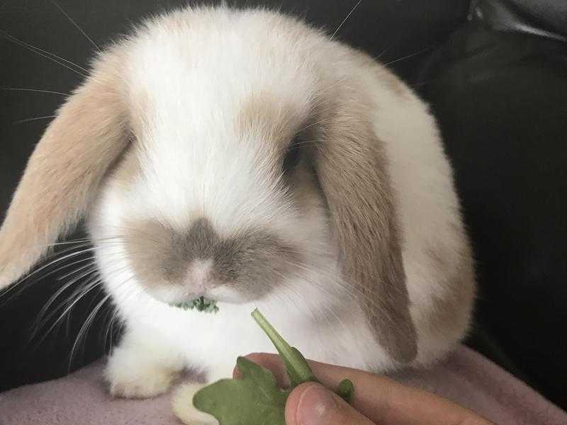 Bonded pair of Rabbits with or without hutch