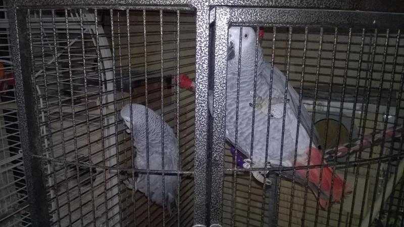 Bonded True Pair of African Grey Parrots