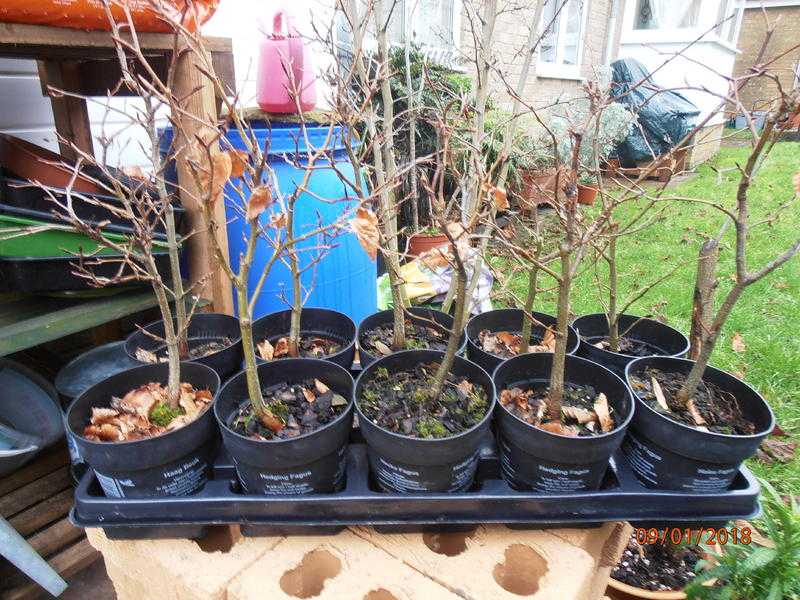 BONSAI TREES Beech  Hornbeam