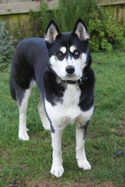 Boo - Siberian Husky