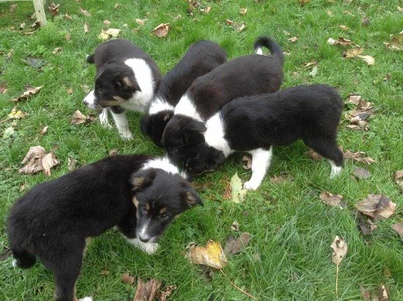 Border Collie Puppies