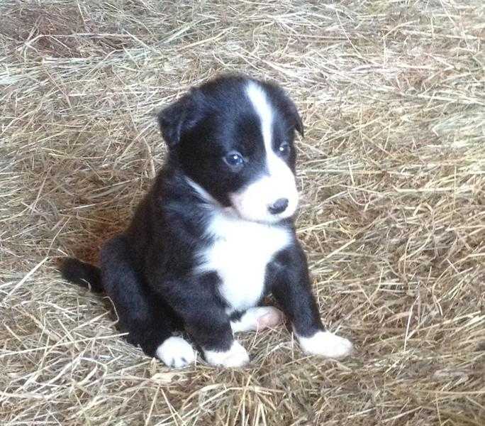 Border Collie Puppies