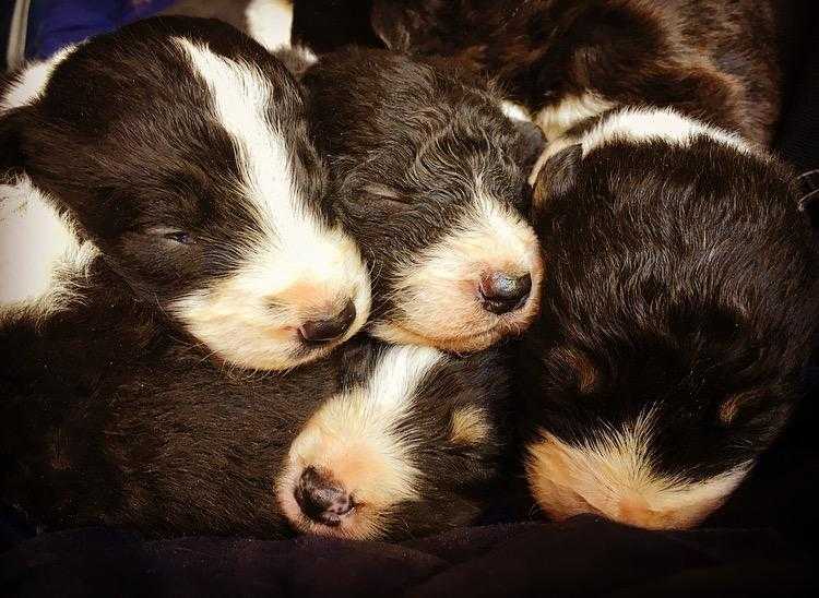 Border collie puppies