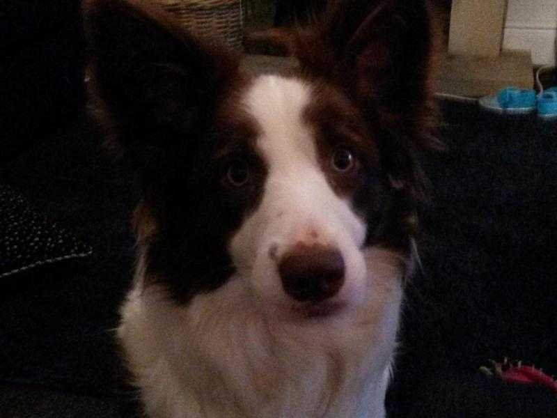 Border collie puppies