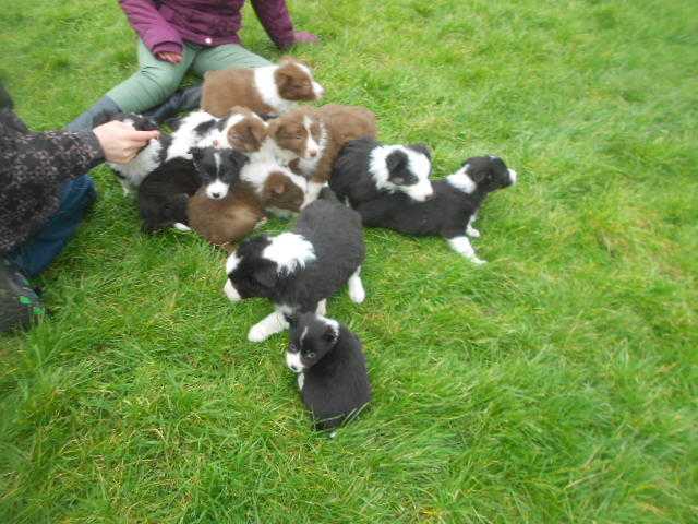 Border Collie Puppies - ready March 11th