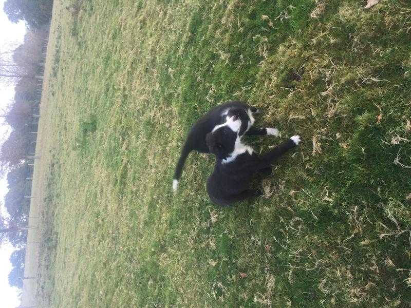 Border collie pups