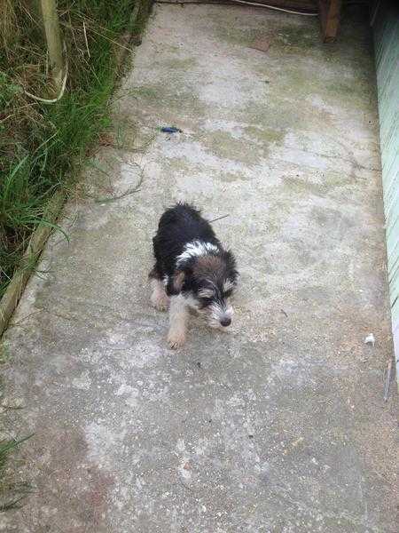 BORDER COLLIE X MALE