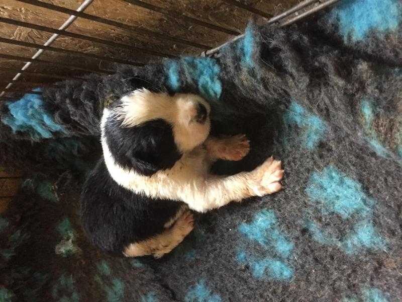 Border collies