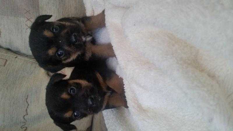 border terrier puppies