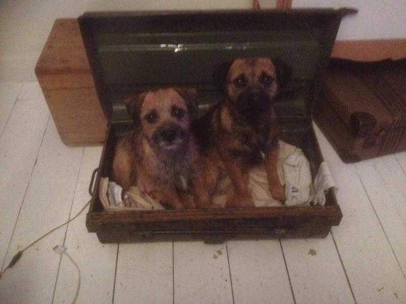 Border terrier puppy