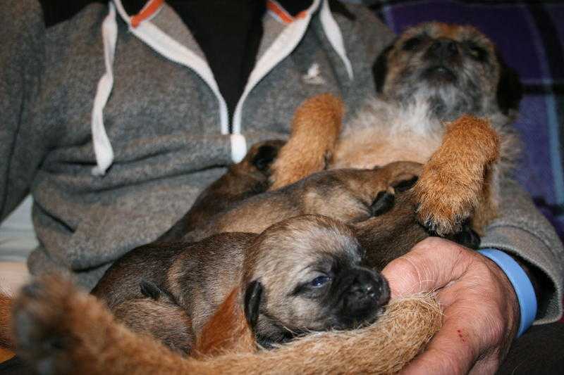 Border Terrier Pups For Sale (Awaiting New Homes)