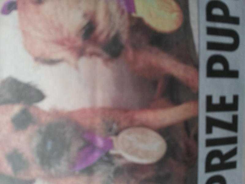 border terrier pups outstanding red grizzle mum and dad won in show ring make super family pets