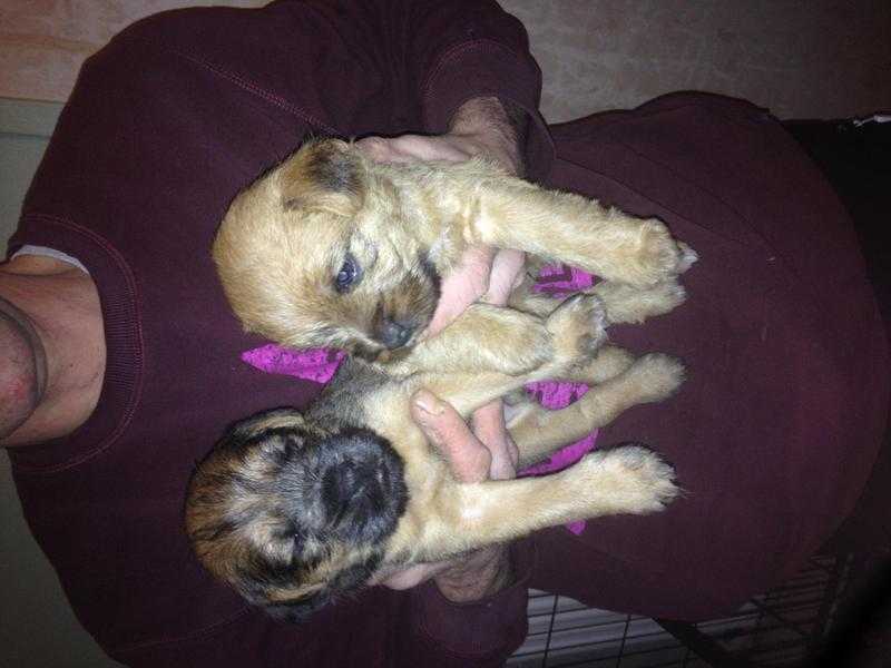 Border X Lakeland terrier puppies