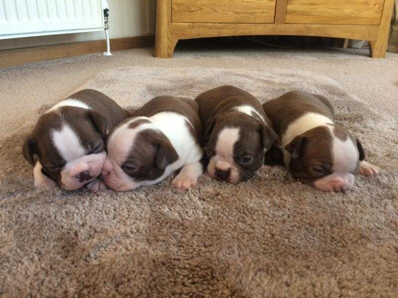 Boston puppies coloured