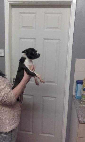 boston terrier female for sale