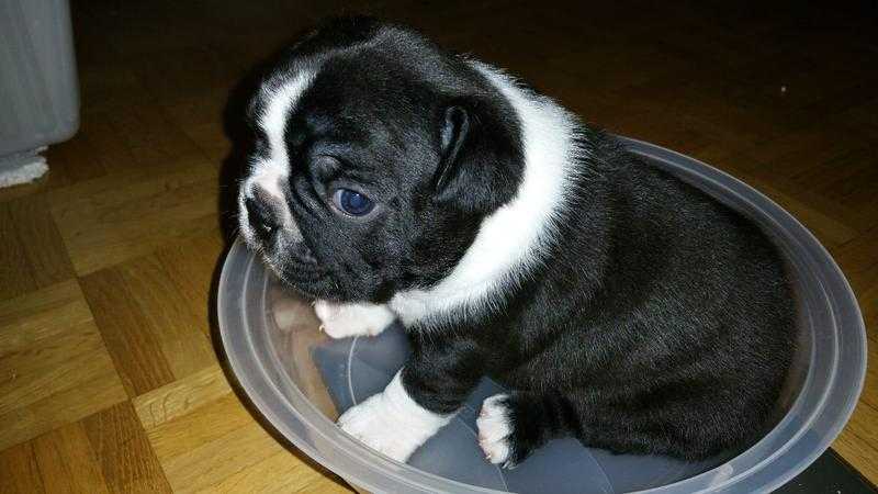 Boston Terrier puppy brown-white and black-white with papers