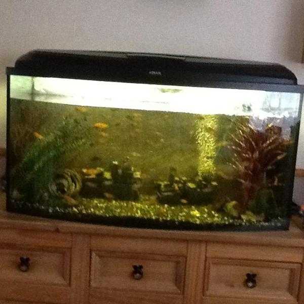 Bow front aquarium