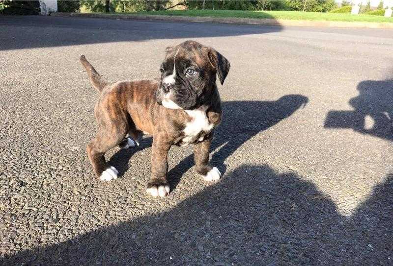 Boxer male puppy Ready to Go